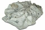 Wide Crinoid (Eucalyptocrinus) Holdfast - Indiana #326064-1